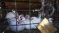 中共官方9日称，南充市西充县的养殖场，爆发H5N6亚型高致病性禽流感疫情。示意图（JEKESAI NJIKIZANA/AFP via Getty Images)