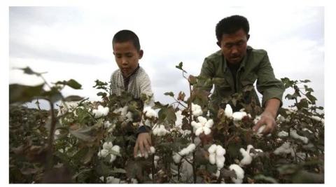中国新疆石河子产棉区的农民们在采摘棉花（图片来源：China Photos/Getty Images）