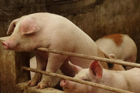 中国非洲猪瘟再起 北方养猪业受重创 南方拉警报