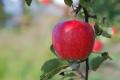 日本农夫花11年种出的苹果 只要一口全身细胞都感动