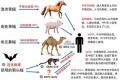 图：世界上有1200多种蝙蝠，已在200多种体内检测到4000多种病毒，这是近来传给人的几种传染病。