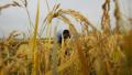 中共官方日前声称，今年夏粮和早稻获“丰收”，所谓“粮荒”是舆论炒作，当前粮价是稳中有涨。民间质疑，既然粮食丰收为何还会涨价，而且还“涨得很稳”。（China Photos/Getty Images）