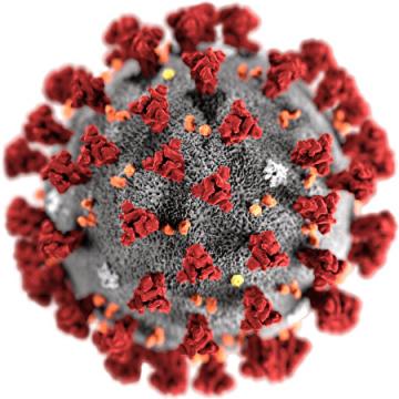 “2019-nCoV新型冠状病毒”三维结构图。(www.cdc.gov)