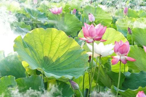 命中有数,拨开迷雾!(pixabay)