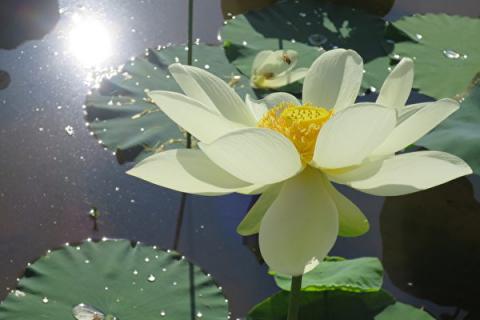 莲花(容惠珍提供)