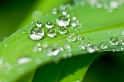 人们在夏日的早晨，会在许多植物的叶子上看到一滴滴的水珠。（pixabay.com）