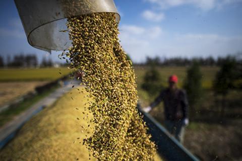 全球多国自保禁粮出口 大陆将现粮食危机