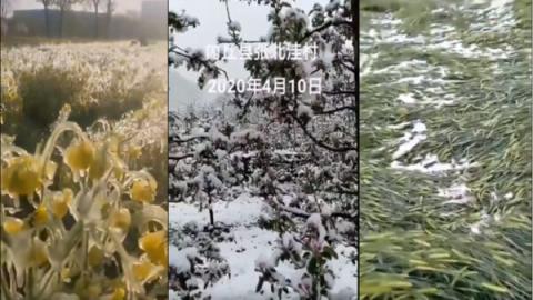 晋冀鲁豫四省4月份鹅毛大雪！庄稼减产或绝收是难免！！（视频截图）