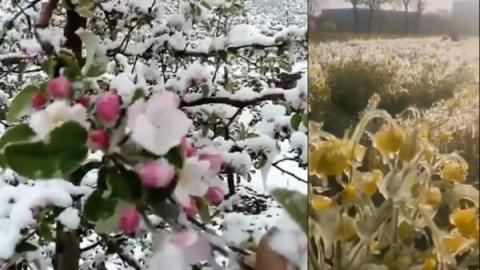 晋冀鲁豫四省4月份鹅毛大雪！庄稼减产或绝收是难免！！（视频截图）