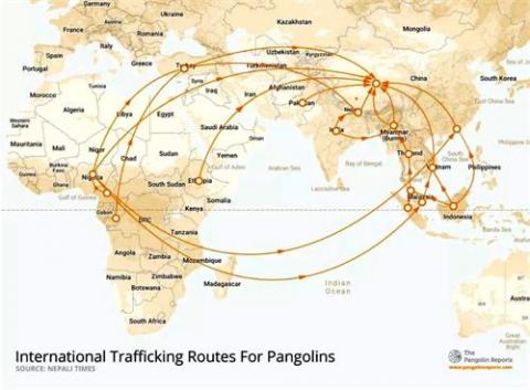 图：世界穿山甲走私路线图，都卖往中国，中国人当作大补品食用，甲片作为中药材。（网路截图）