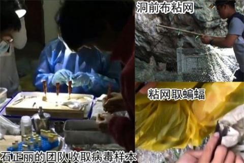 图：2004年武汉病毒所石正丽团队开始追踪SARS之源，7年之后在云南一个山洞里找到。（视频截图，作者提供）
