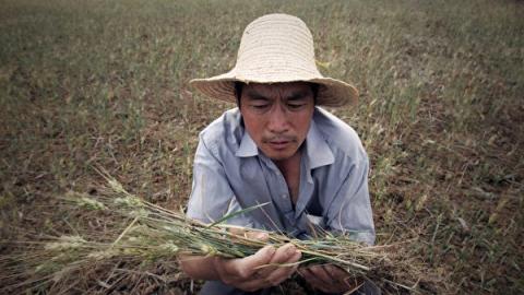 中共病毒瘟疫蔓延全球，中国粮食危机更引人关注。（网络图片）