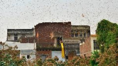 图为2020年6月11日，蝗虫大军出现在印度北方邦城市安拉阿巴德的居民区。（图片来源：SANJAY KANOJIA/AFP via Getty Images)