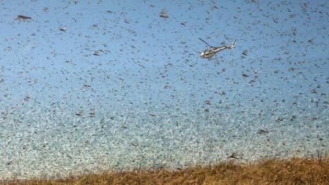 9日，云南普洱市林业和草原局证实，蝗虫持续入侵态势严重。目前已有近10万亩林农地受害。（ RIJASOLO/AFP via Getty Images)