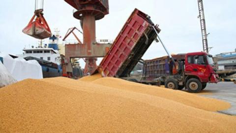 国际组织警告全球将面临粮荒。示意图（AFP/Getty Images)