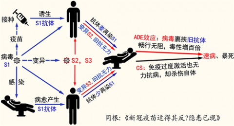 图2：新冠病毒的严重隐患示意图（作者绘制）