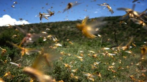专家警告，严重蝗灾可能引发严重粮食危机。(Fredrik Lerneryd/Getty Images)