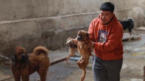 中国沈阳一个动物收容所中，工作人员正在救助一条没有后腿的流浪狗（示意图）。(Photo credit should read STR/AFP via Getty Images)