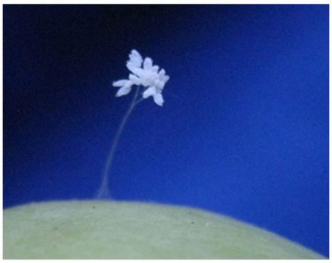 纽约上州绽放的优昙婆罗花，长在苹果上。（明慧网）
